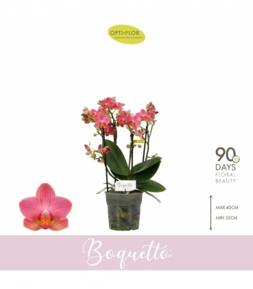 Phalaenopsis