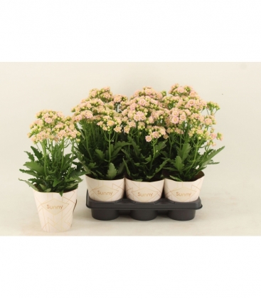 Kalanchoe