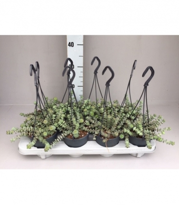 Crassula