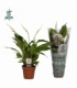 Spathiphyllum
