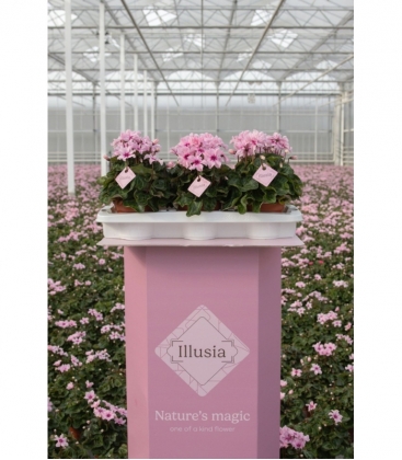 Cyclamen