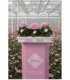 Cyclamen