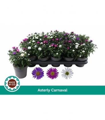 Aster