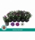 Aster