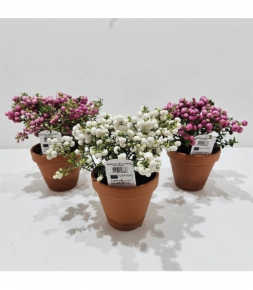 Gaultheria