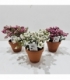 Gaultheria