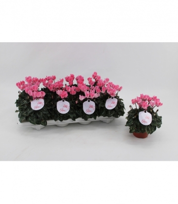 Cyclamen