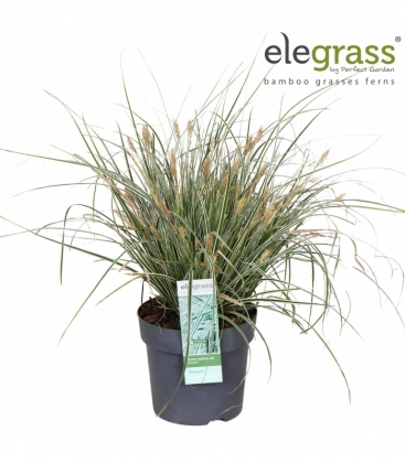 Carex