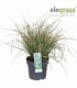 Carex