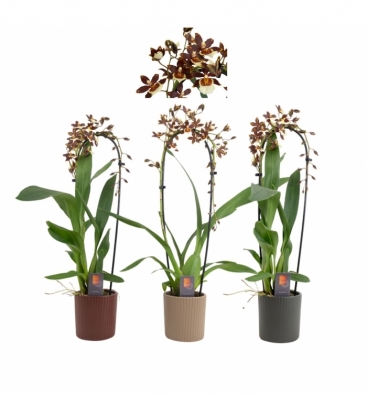 Colmanara