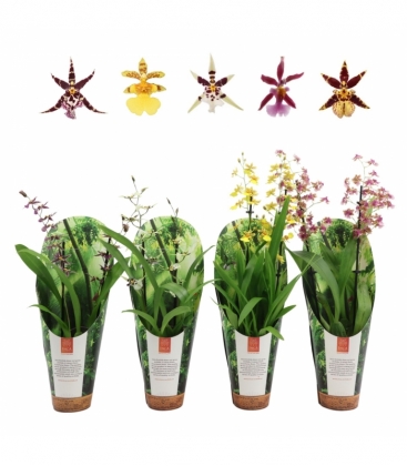 Oncidium