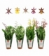 Oncidium