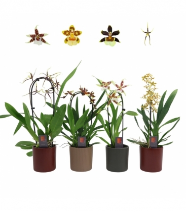 OrchideeÃ«n