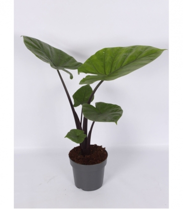 Alocasia