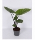 Alocasia