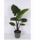 Alocasia