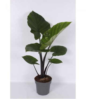Alocasia