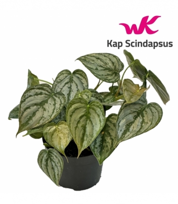 Philodendron