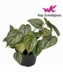 Philodendron