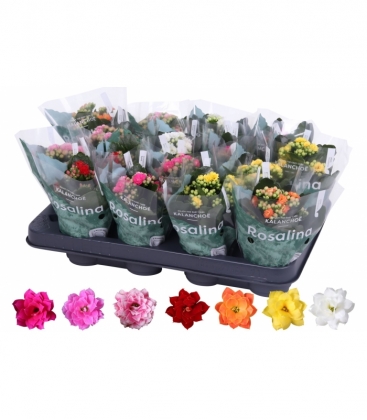 Kalanchoe