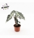 Alocasia