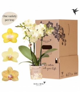 Phalaenopsis