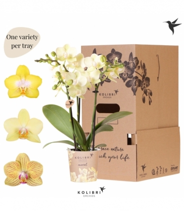 Phalaenopsis