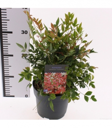 Nandina