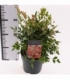 Nandina