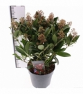 Skimmia