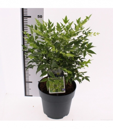 Nandina