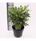 Nandina