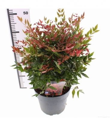 Nandina
