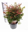 Nandina