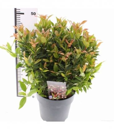 Leucothoe