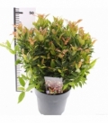 Leucothoe