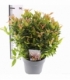 Leucothoe