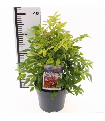 Nandina