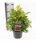 Nandina