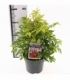 Nandina