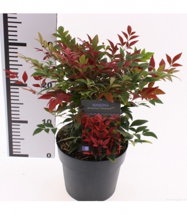 Nandina