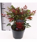 Nandina