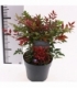 Nandina