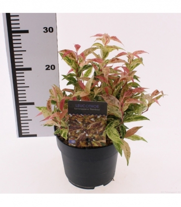 Leucothoe