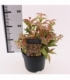 Leucothoe