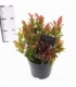 Leucothoe