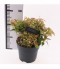Leucothoe