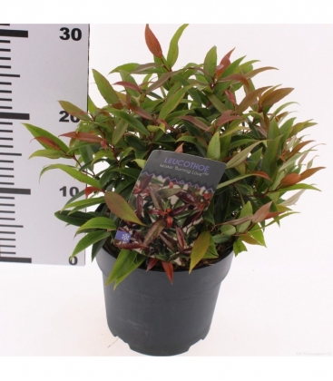Leucothoe