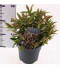 Leucothoe