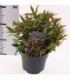 Leucothoe